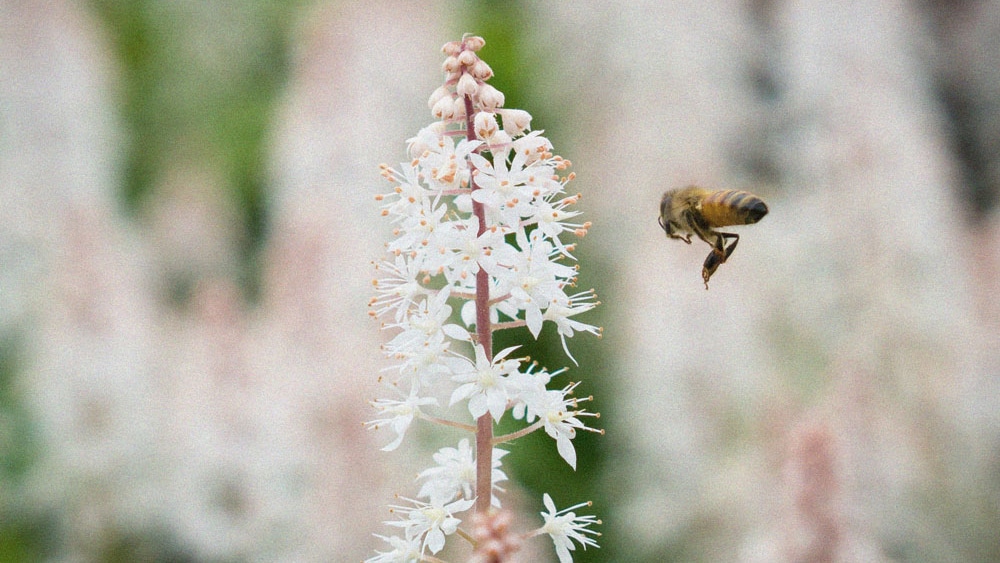 Imagebild: Biene fliegt zu weisser Blume