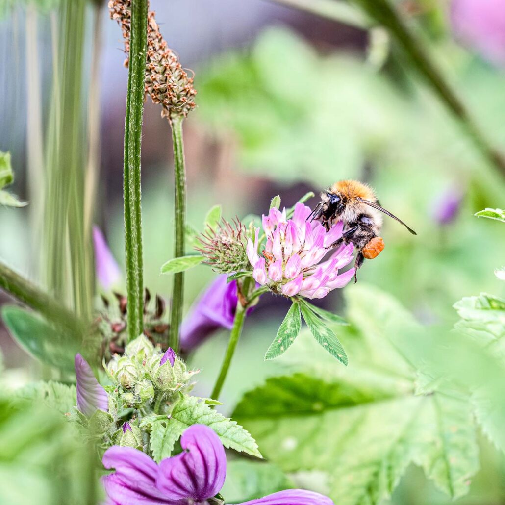 Bienenparadies: Blume wird von Biene angeflogen