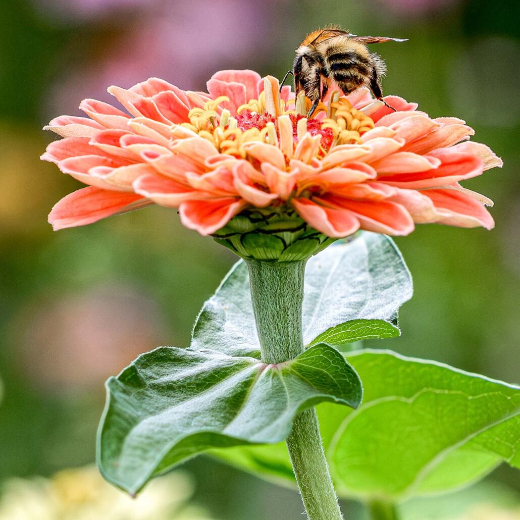 Bienenparadies: Zinnie wird von Biene angeflogen