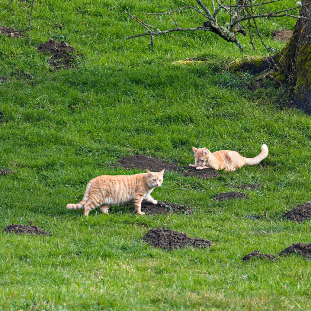 Maulwürfe: Katzen jagen vor Maulwurfhügeln